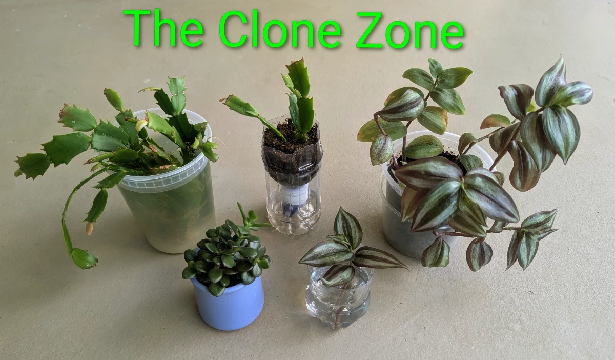 The Clone Zone